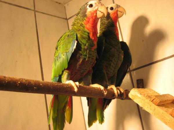 Kuba Amazonok