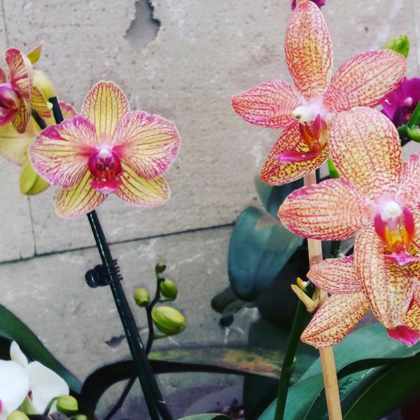 Orchidea