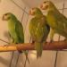 Szakállas Izabella Papagájok