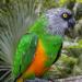 Senegal Papagáj